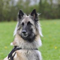 Moniteur-education-canine-agility-club-canin-tilly-bayeux-bessin