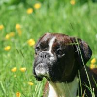 Moniteur-education-canine-agility-club-canin-tilly-bayeux-bessin
