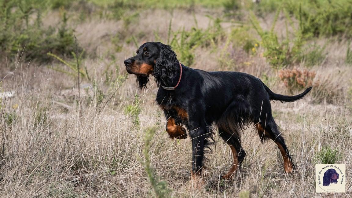 Moniteur-education-canine-agility-club-canin-tilly-bayeux-bessin